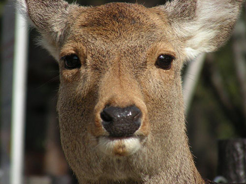 真顔の鹿さん